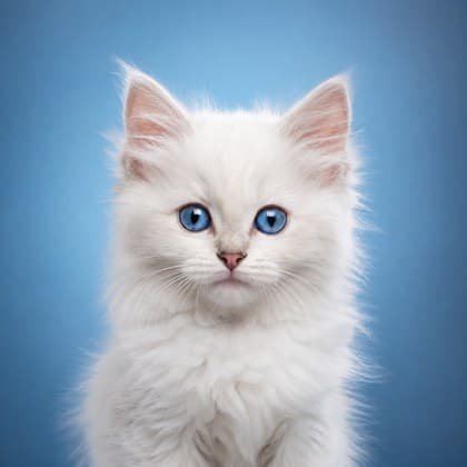 A white kitten with blue eyes