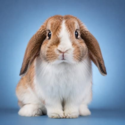 A lop-eared rabbit